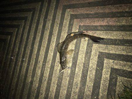 アジングに行ってアジング