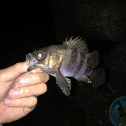 好調メバリング