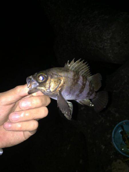 好調メバリング