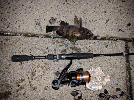 メバリング&エギング