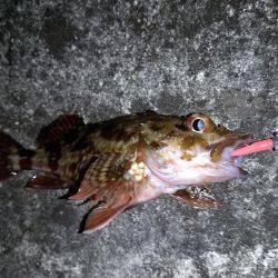 爆風メバリング