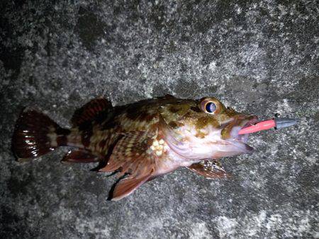 爆風メバリング