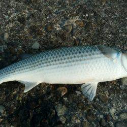 カゴ釣りのちヤエン