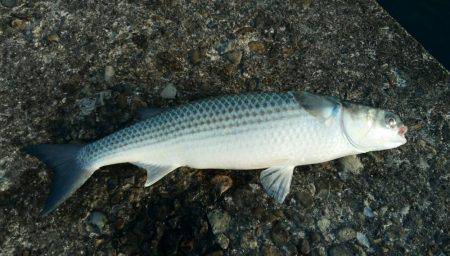 カゴ釣りのちヤエン