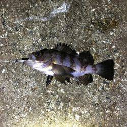 メバル釣れました！