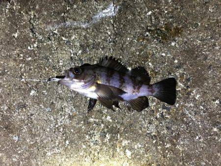 メバル釣れました！