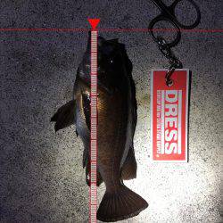 昨晩に引き続きメバル釣れましたメバリング