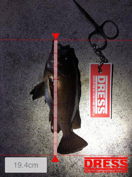 昨晩に引き続きメバル釣れましたメバリング