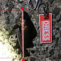 久しぶりにメバルヒット！