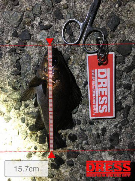 久しぶりにメバルヒット！