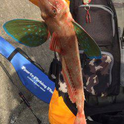 初のホウボウ！