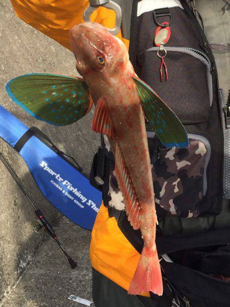 初のホウボウ！