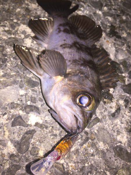 プラッキングメバル好調