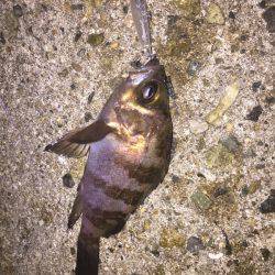 初シンペンでメバルゲット