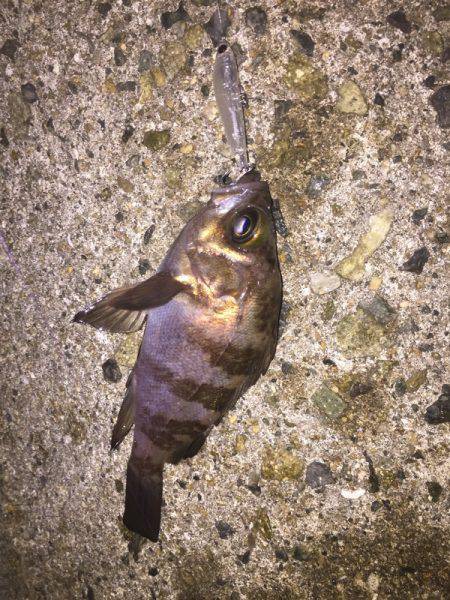 初シンペンでメバルゲット