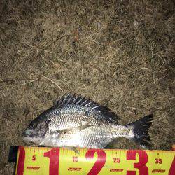 神戸湾奥ナイトチニング