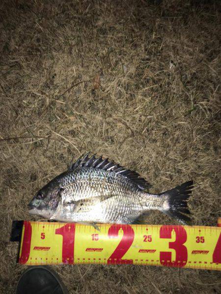 神戸湾奥ナイトチニング