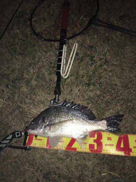 神戸湾奥チニングで41センチ