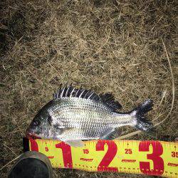 連夜のチニングでキビレ