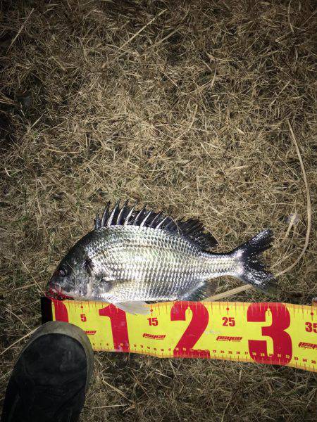 連夜のチニングでキビレ