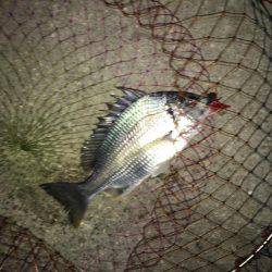 神戸湾奥チニングでキビレ30〜40