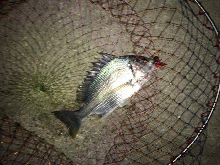 神戸湾奥チニングでキビレ30〜40