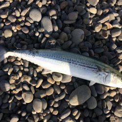 ナブラ！サゴシ！