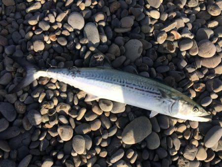 ナブラ！サゴシ！