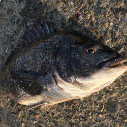 ヘチ釣りに行ってきた結果