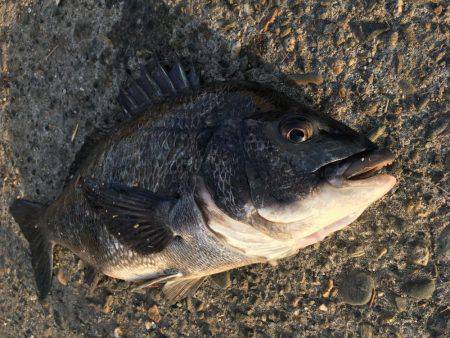 ヘチ釣りに行ってきた結果