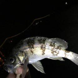 姫路から明石までランガン！