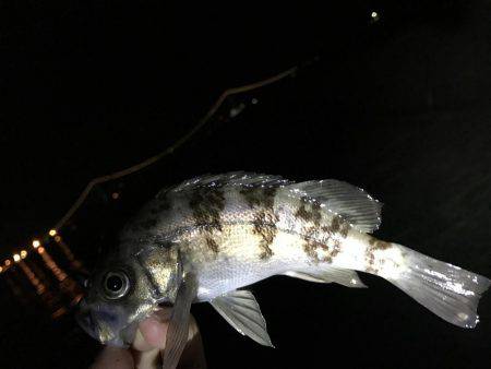 姫路から明石までランガン！