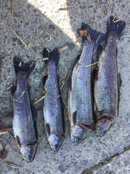 北方マス釣り場にて