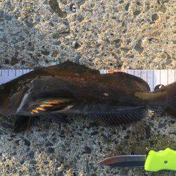 2017年社会の釣行