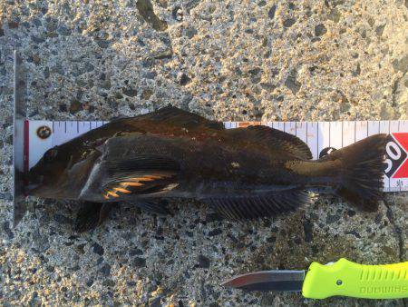 2017年社会の釣行