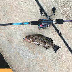 エギングがダメで