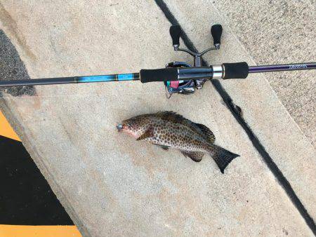 エギングがダメで