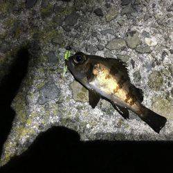 メバル少々、アジ少々