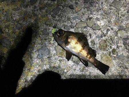 メバル少々、アジ少々