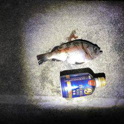 初めてのウキ釣り