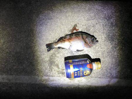 初めてのウキ釣り