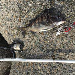 チヌ！何とか1枚