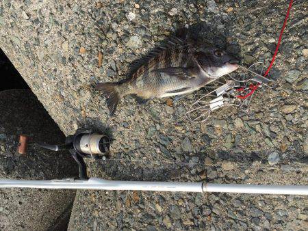 チヌ！何とか1枚