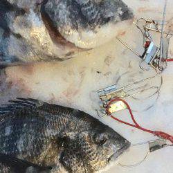 寒波の中。雪の中でチヌ。