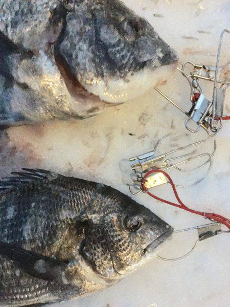 寒波の中。雪の中でチヌ。