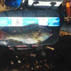 水温低下でグレ・・坊主でした・・