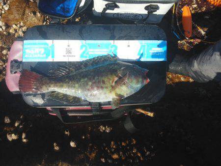 水温低下でグレ・・坊主でした・・