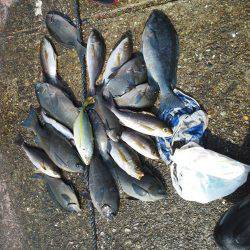 こんなん出ました・・・アオブダイ・・・