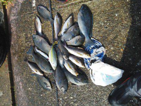 こんなん出ました・・・アオブダイ・・・