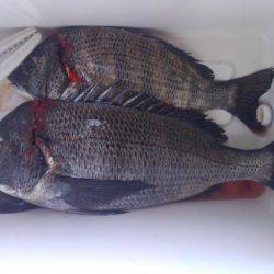 今年の釣り初め